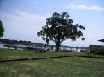 Grand Old Oak Tree